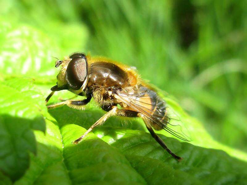 Image of <i>Eristalis nemorum</i>