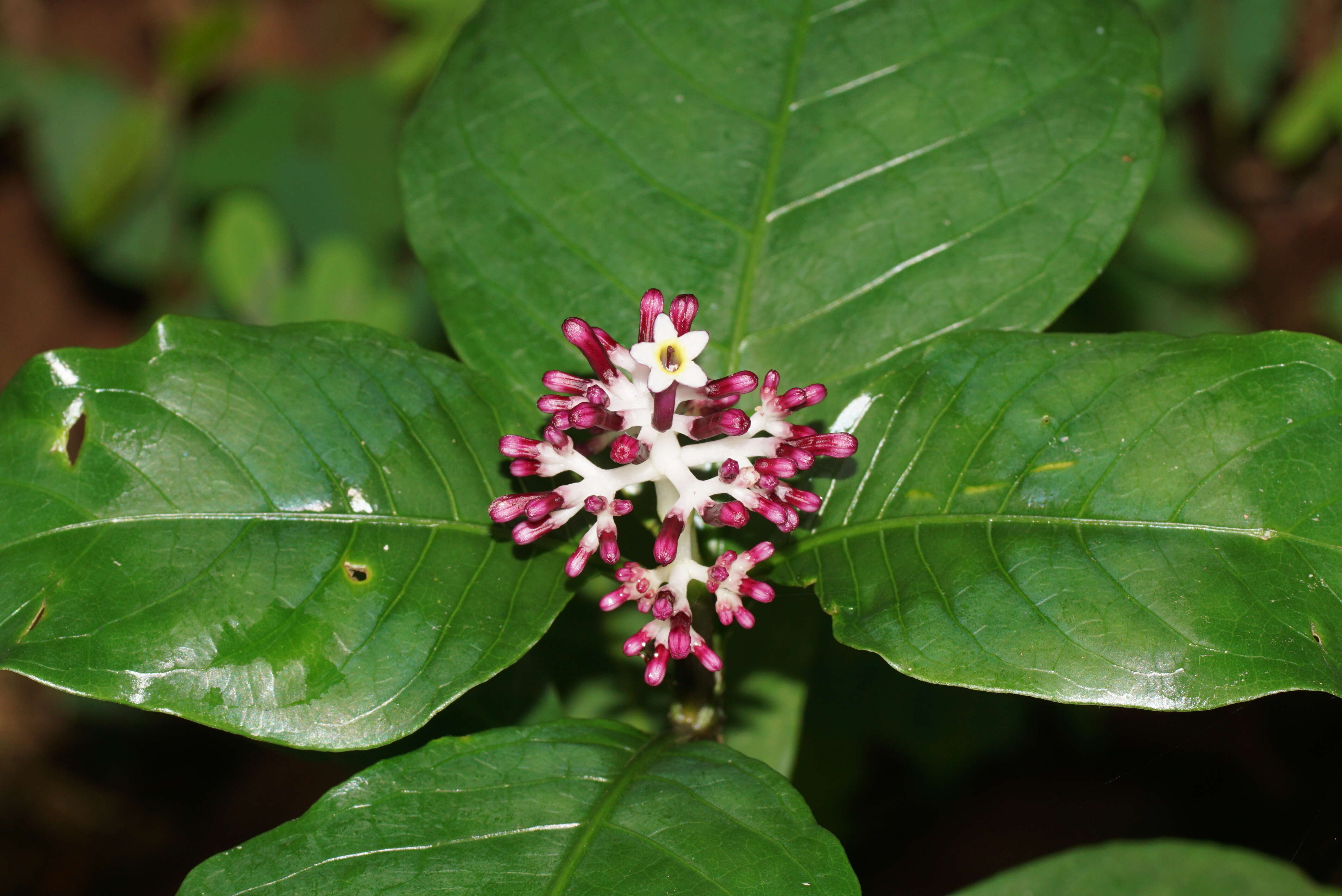 Imagem de Chassalia curviflora (Wall.) Thwaites