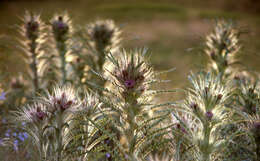 Image of meadow thistle