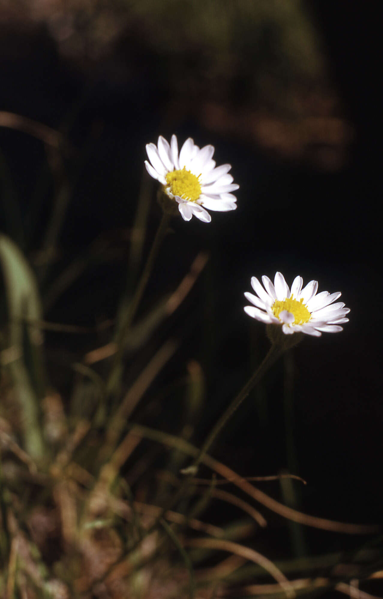 Image de Erigeron eatonii A. Gray