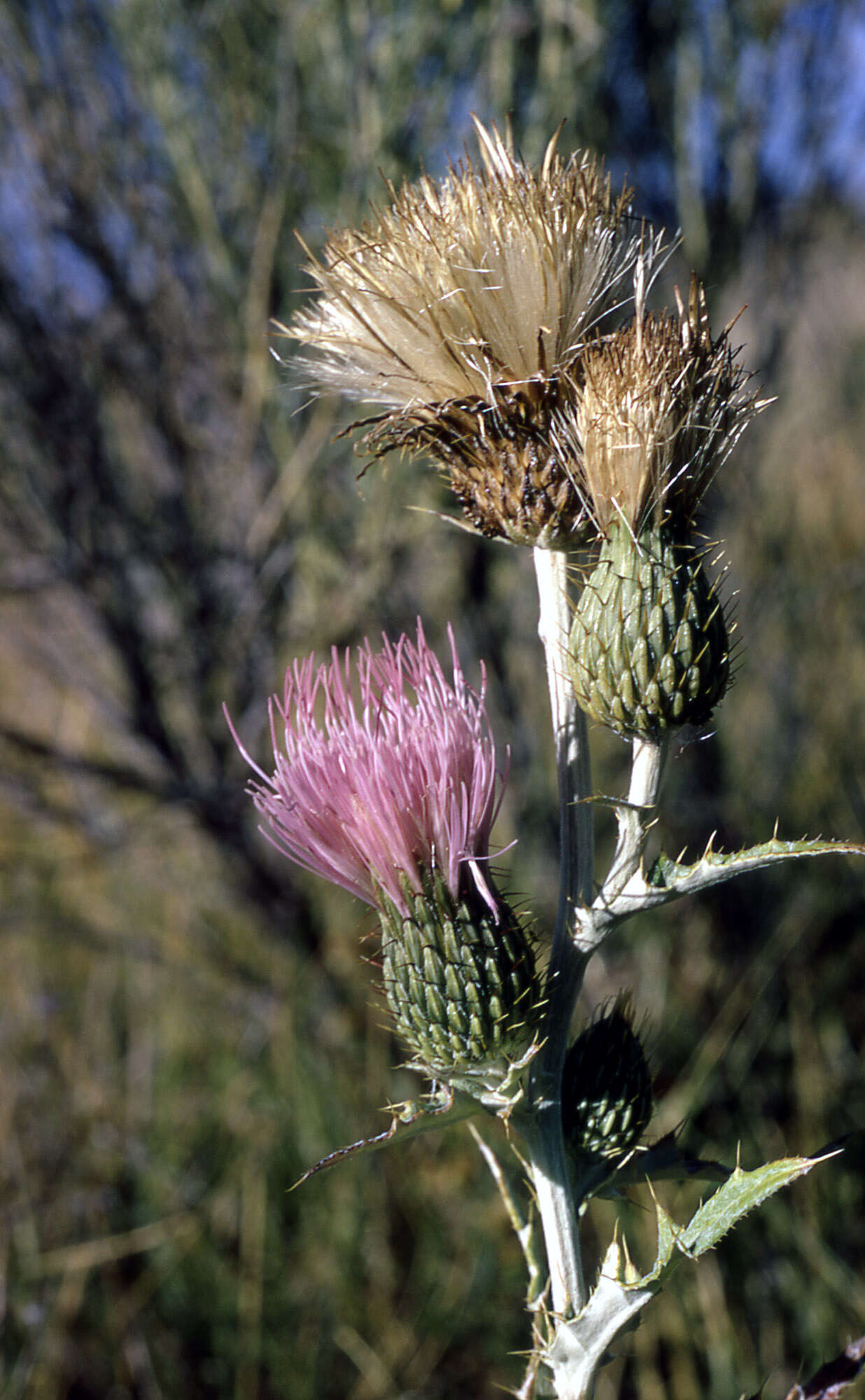 Image of wavyleaf thistle