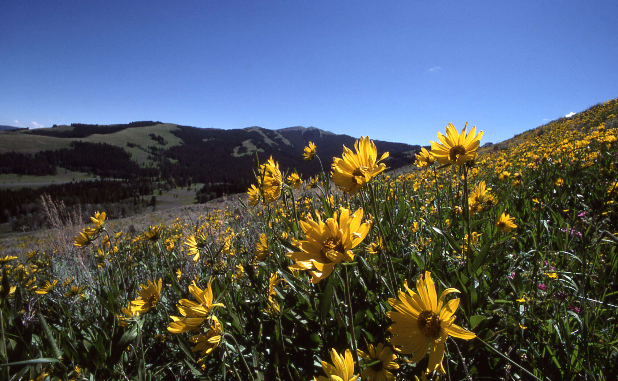 Sivun Helianthella uniflora (Nutt.) Torr. & A. Gray kuva