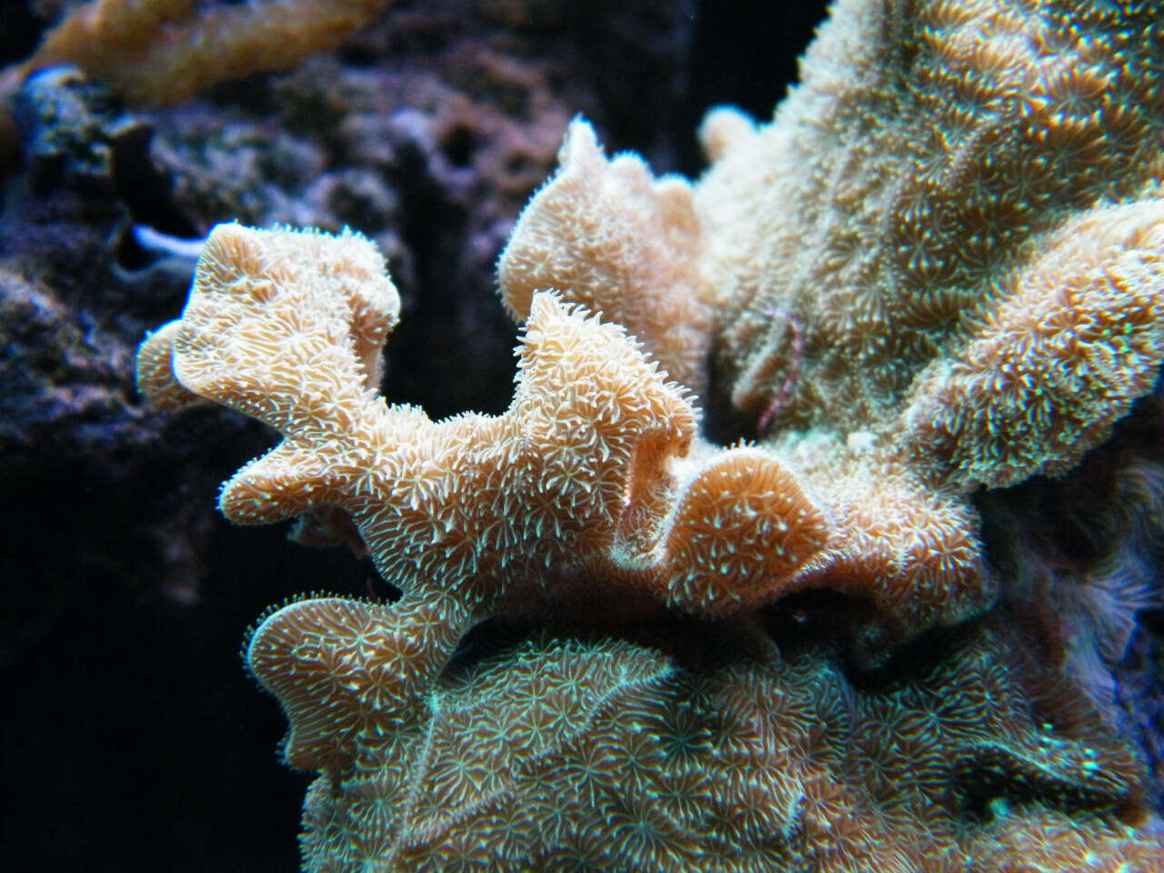 Image of Pavona coral