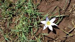 Image of crocus-leaved ROMULEA