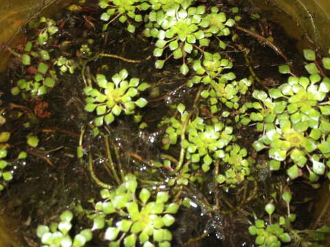 Image of Ludwigia sedoides (Humb. & Bonpl.) Hara