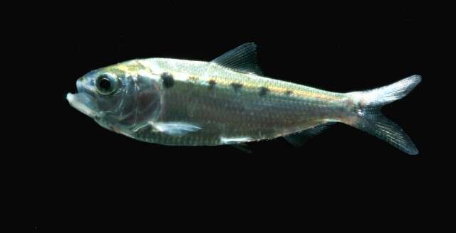 Image of Laotian shad