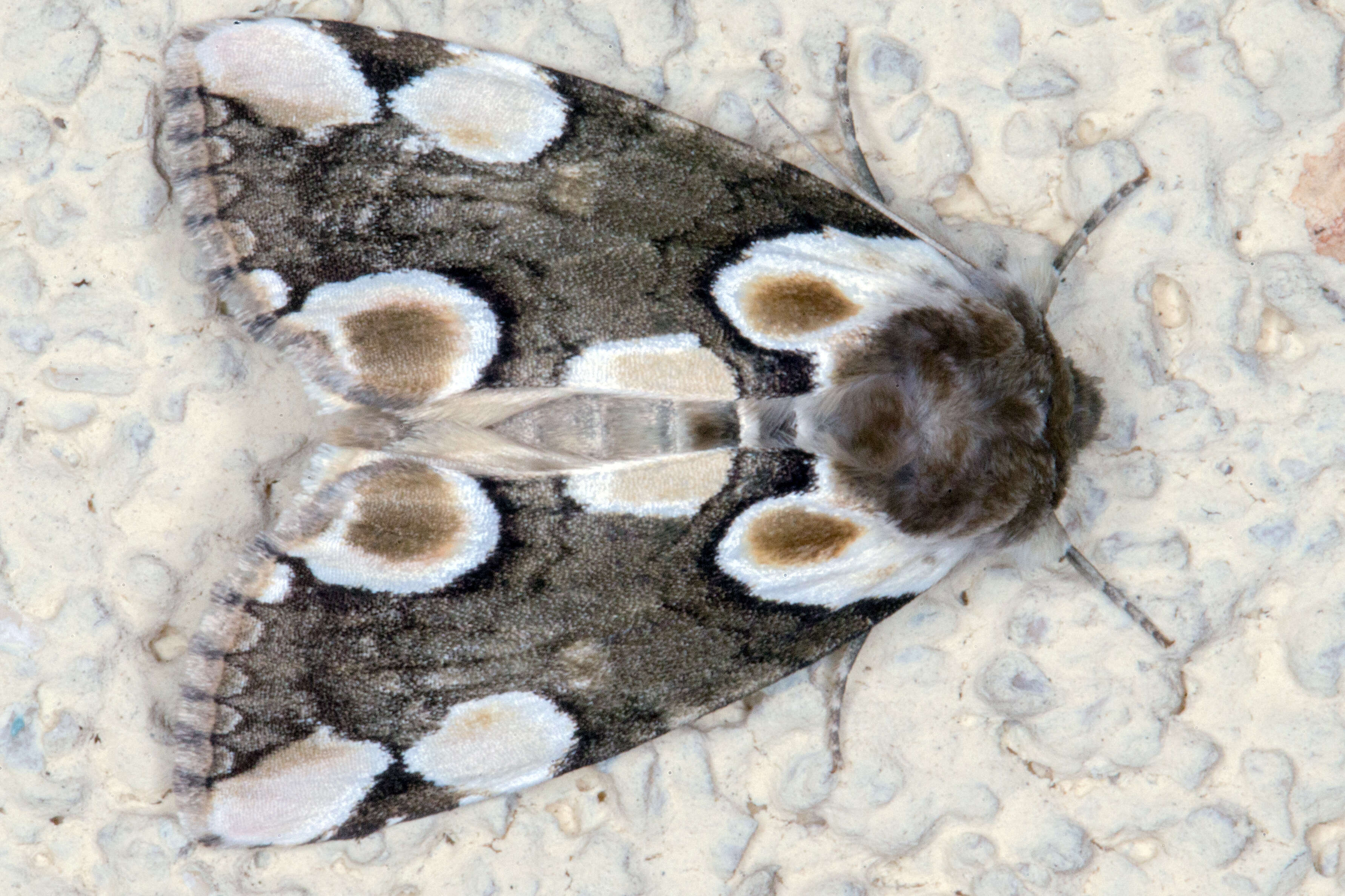 Image of peach blossom