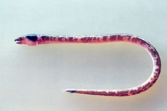 Image of Evermann&#39;s snake eel