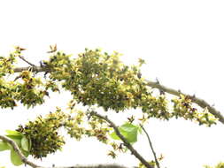 Image of Ochna obtusata DC.