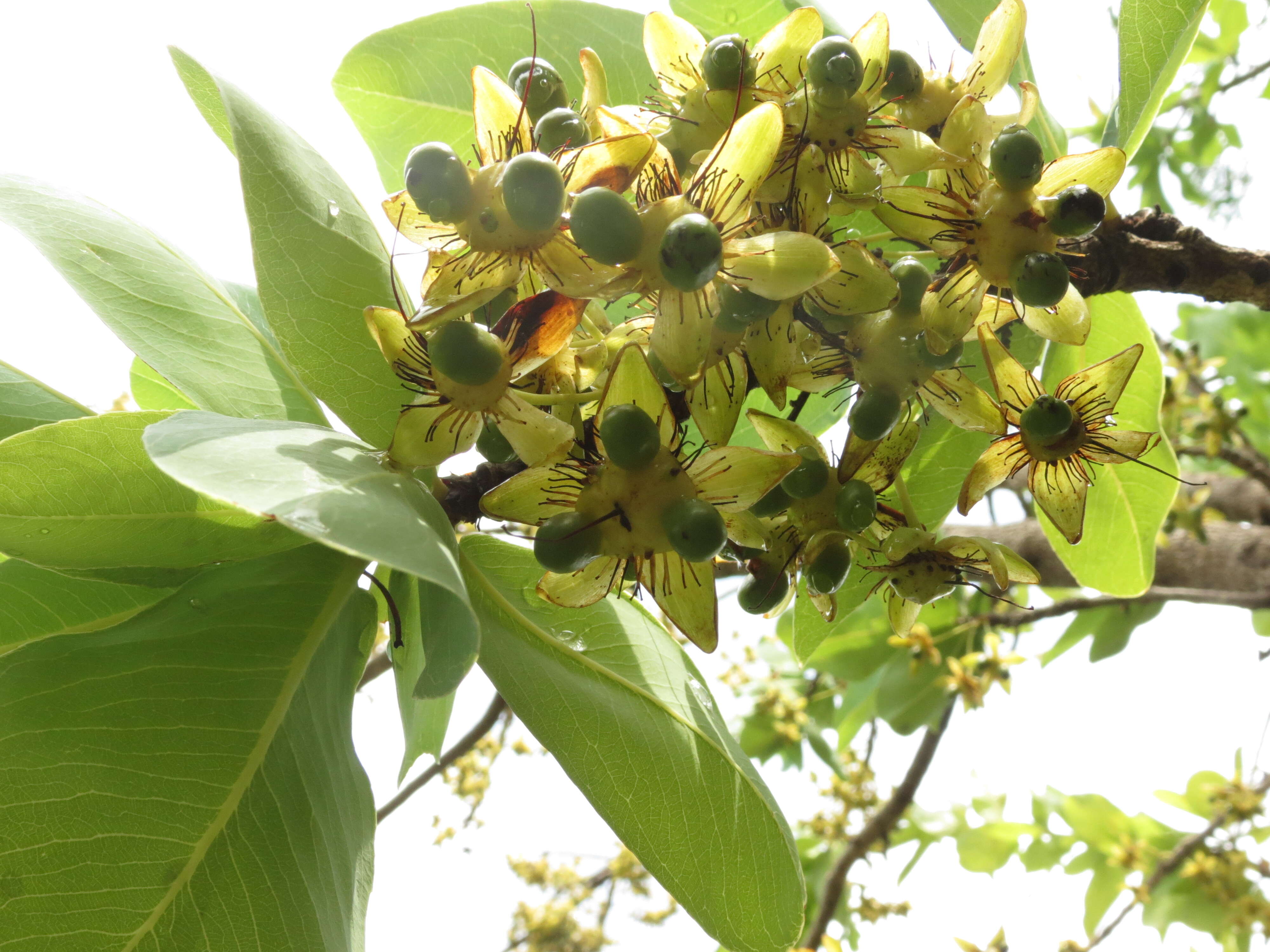 Image of Ochna obtusata DC.