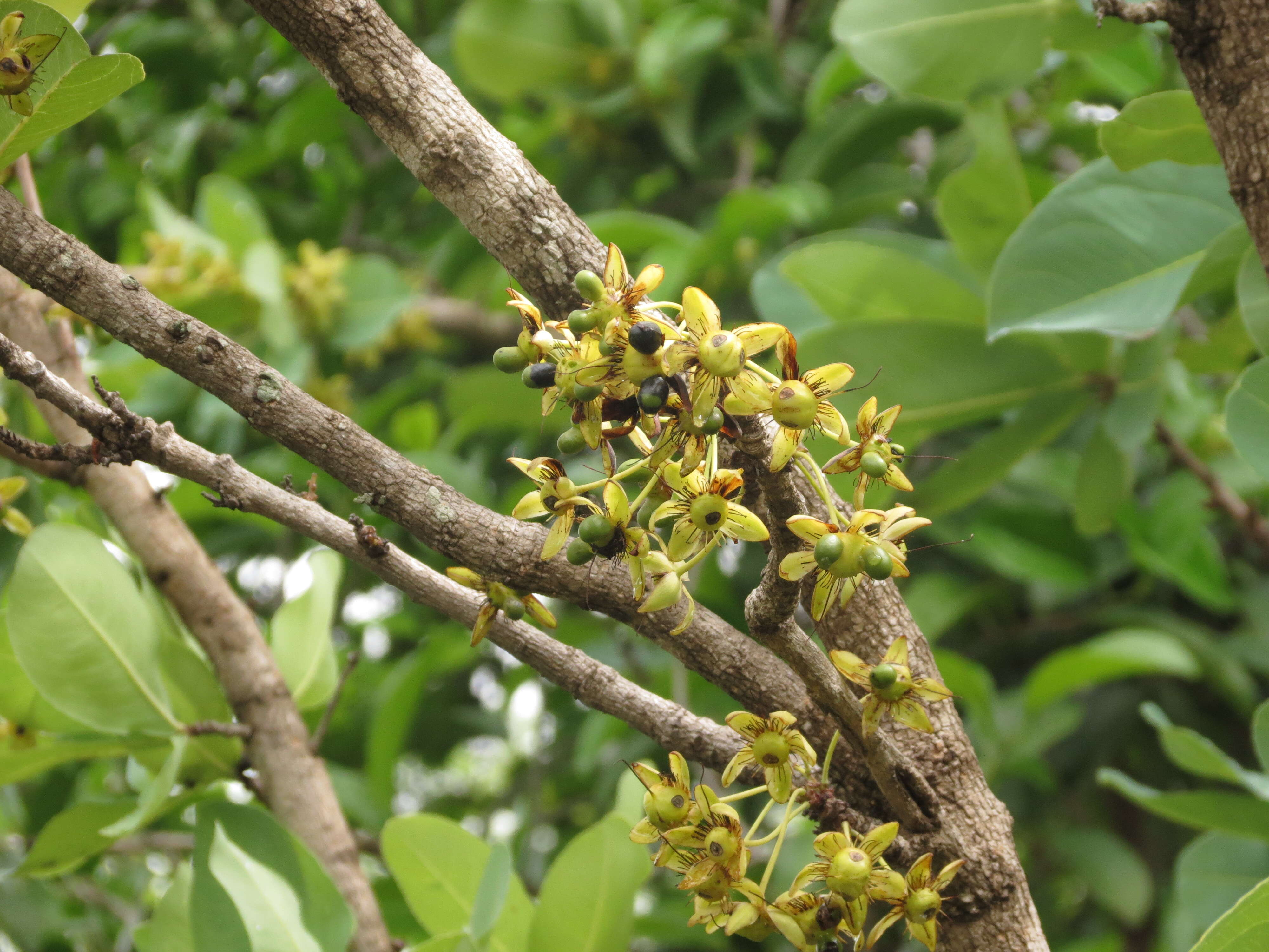 Image of Ochna obtusata DC.