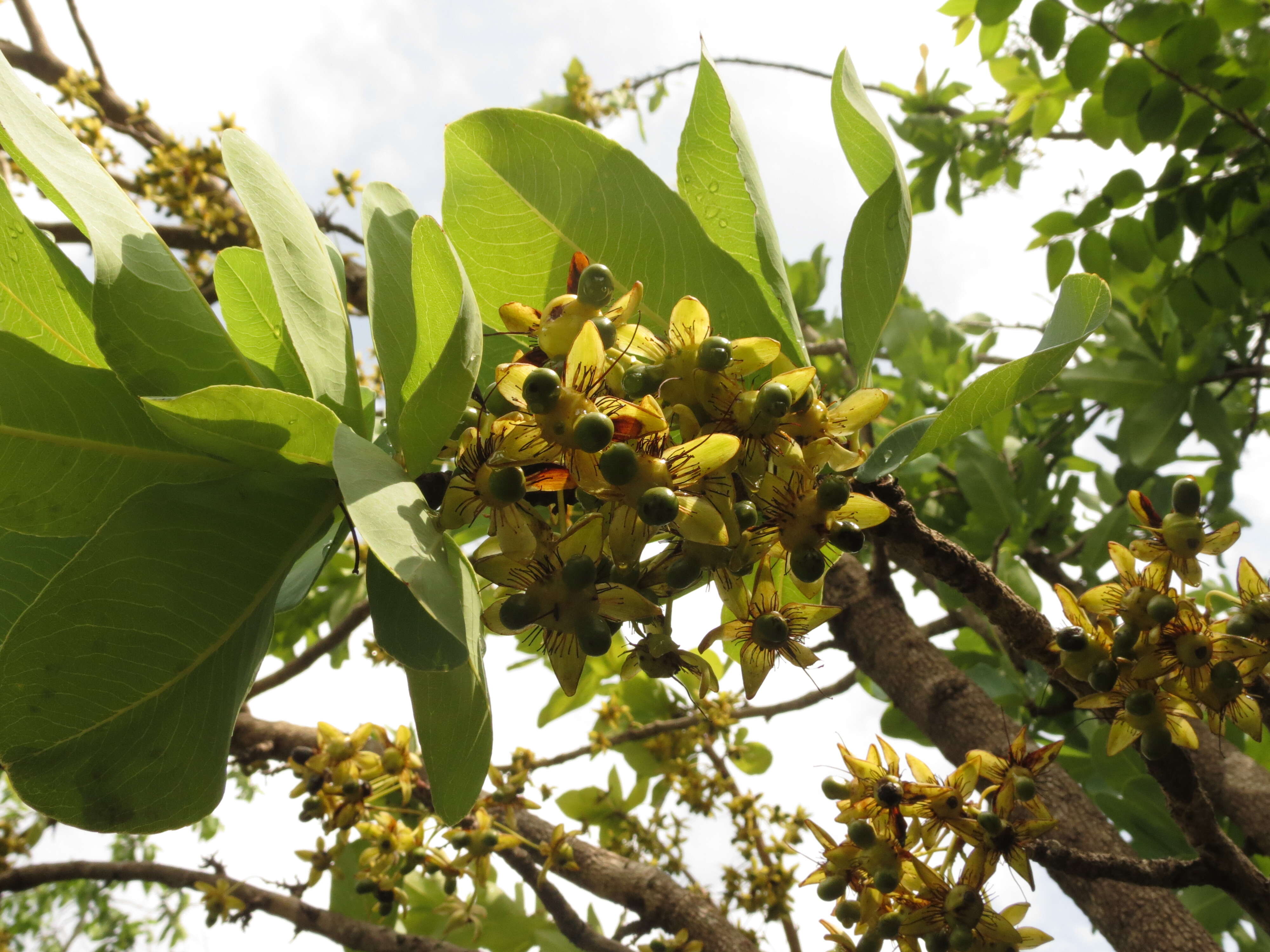 Image of Ochna obtusata DC.