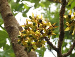 Image of Ochna obtusata DC.