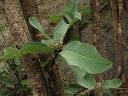 Image of Ochna obtusata DC.