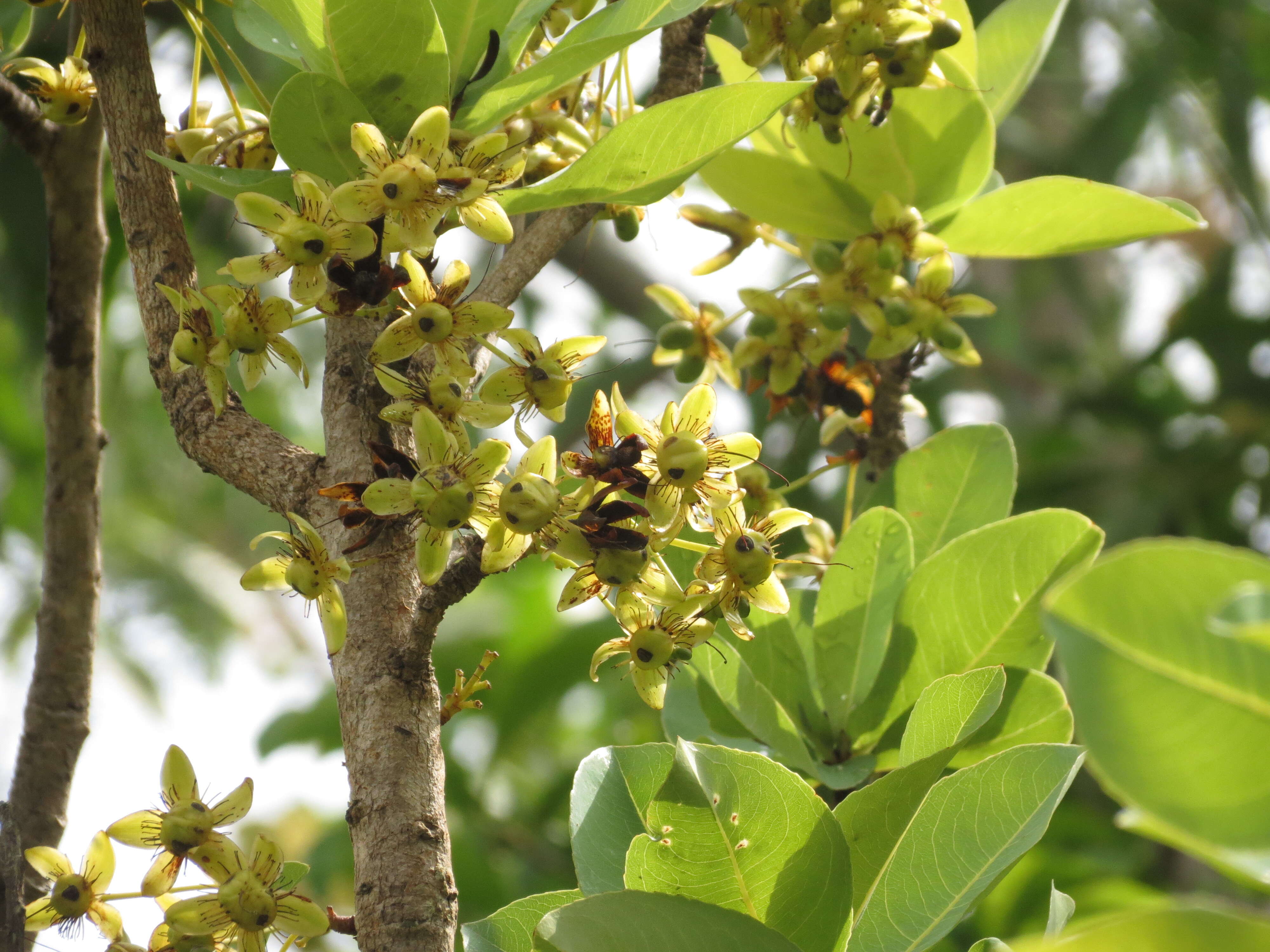 Image of Ochna obtusata DC.