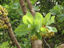 Image of Ochna obtusata DC.