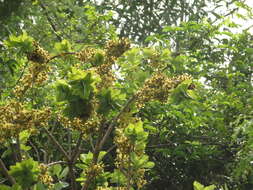 Image of Ochna obtusata DC.