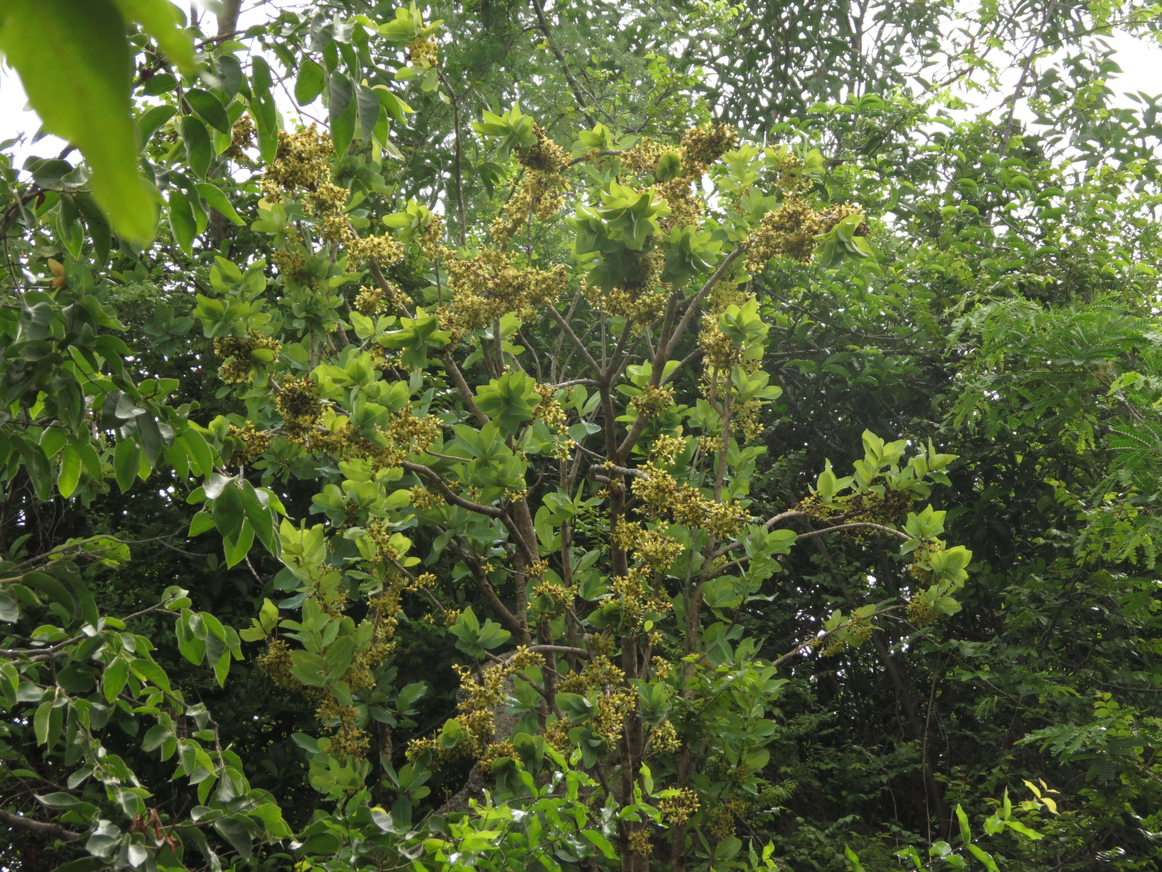 Image of Ochna obtusata DC.