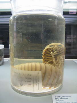 Image of Giant Isopods