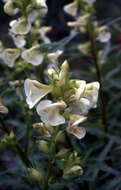 Image of coiled lousewort