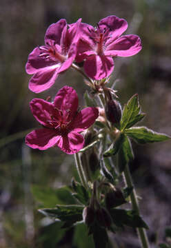 Image of sticky purple geranium