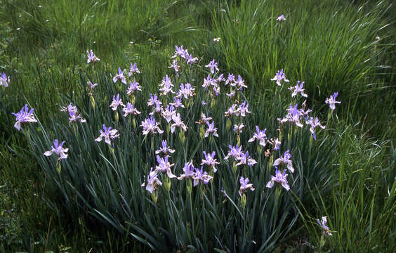 Image of Rocky Mountain iris