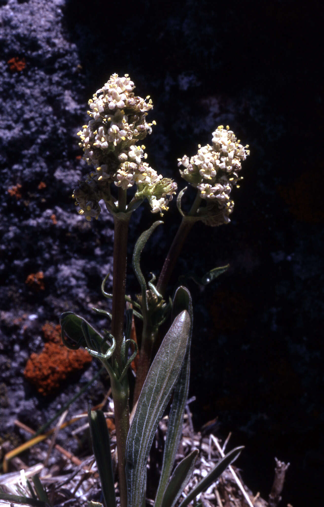 Image of tobacco root