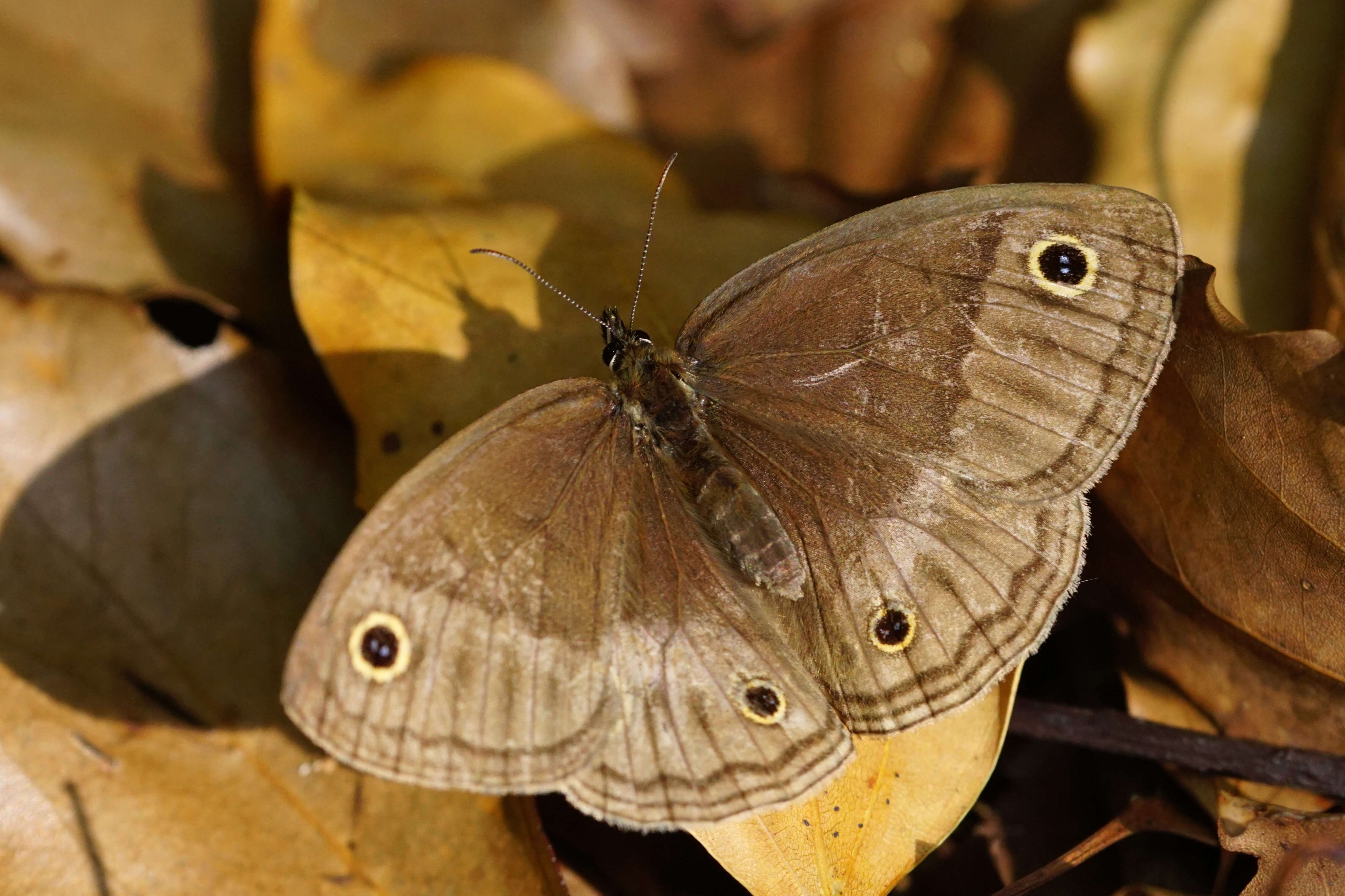 Image de Palaeonympha opalina Butler 1871