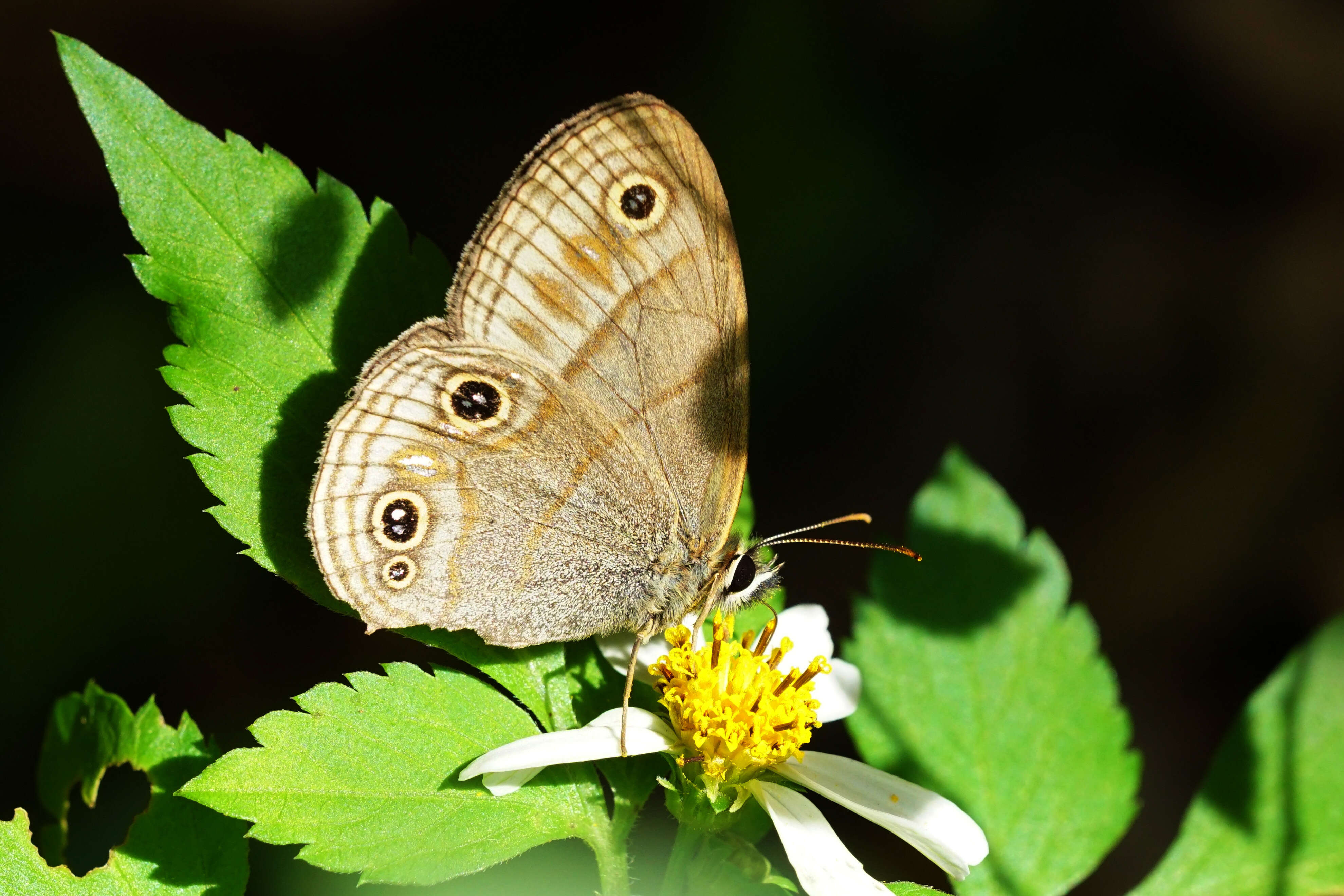 Image de Palaeonympha opalina Butler 1871