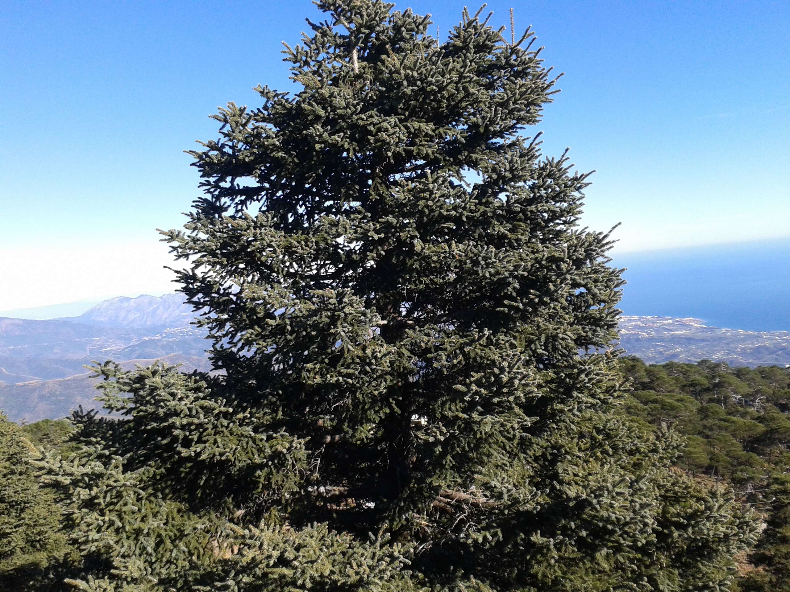 Image of Spanish Fir