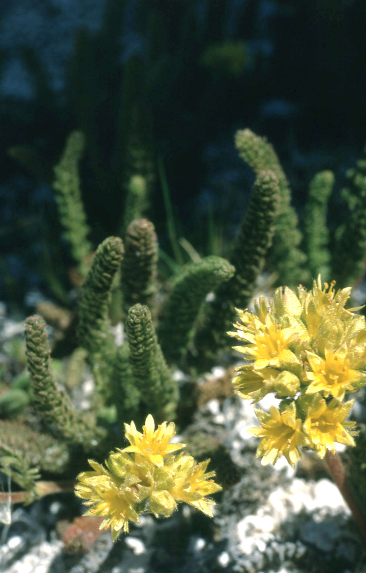 Image de Ivesia gordonii (Hook.) Torr. & Gray