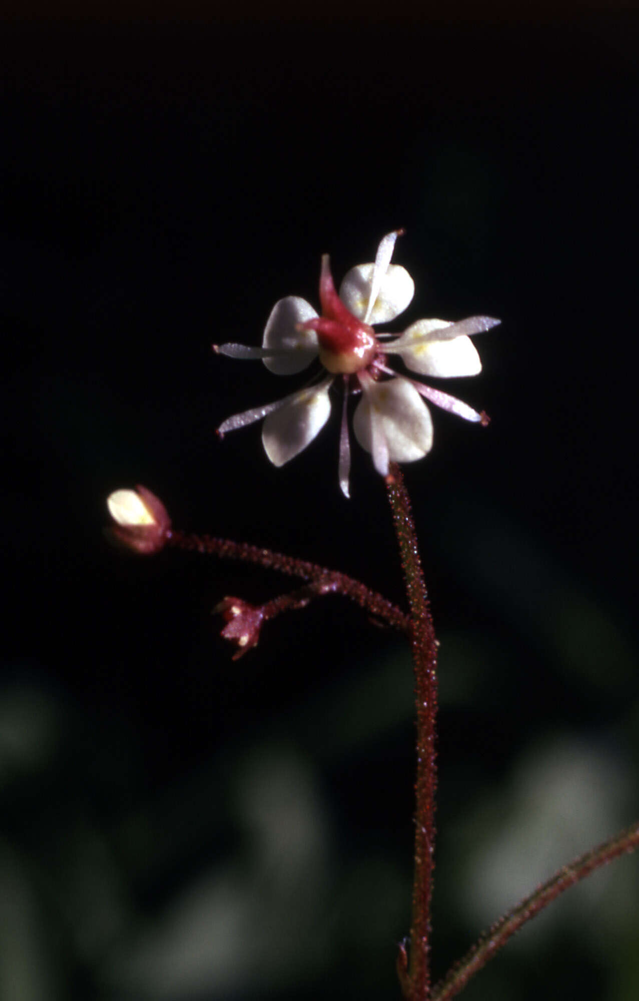 Image of Streambank Pseudosaxifrage