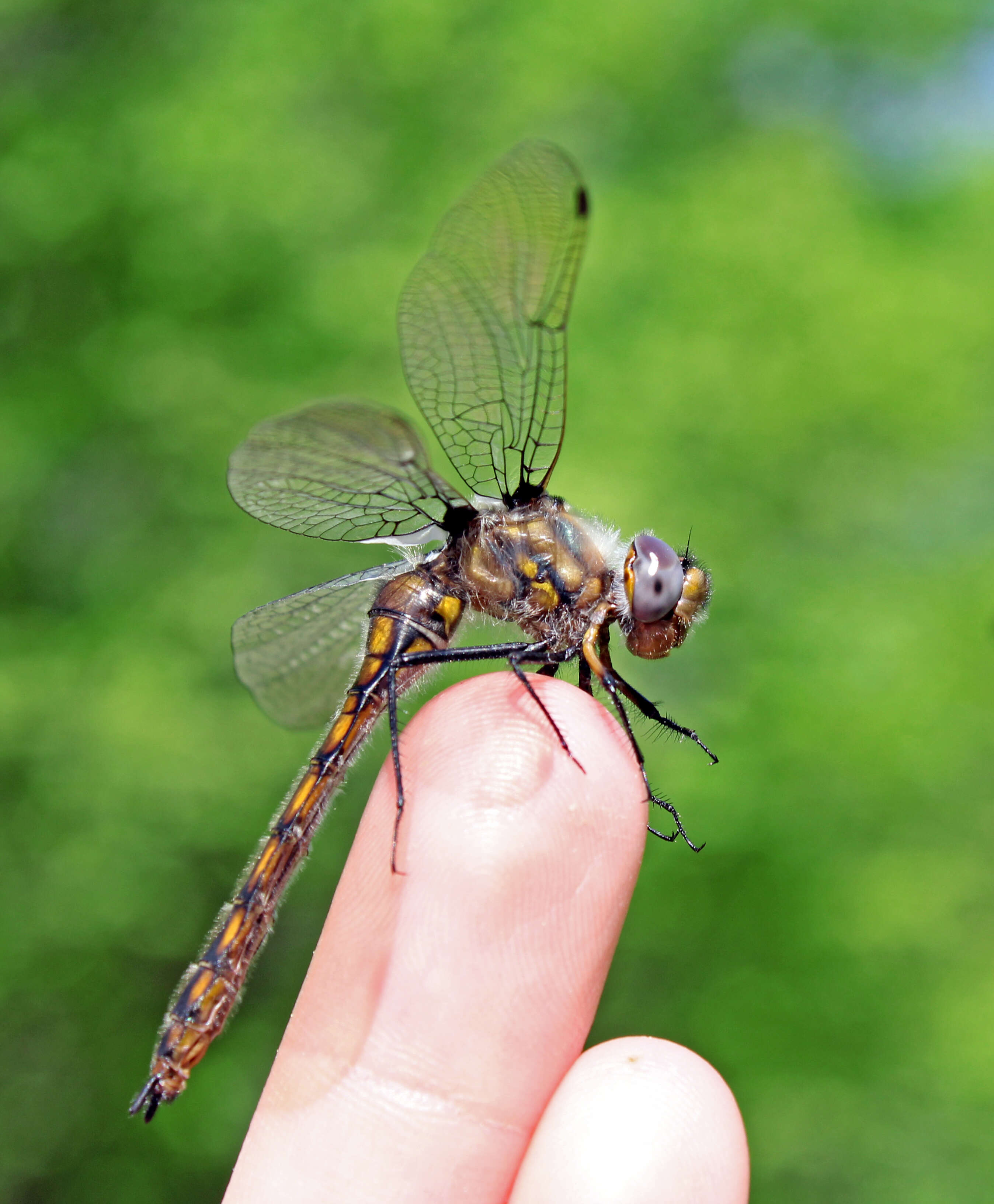 Image of Beaverpond Baskettail