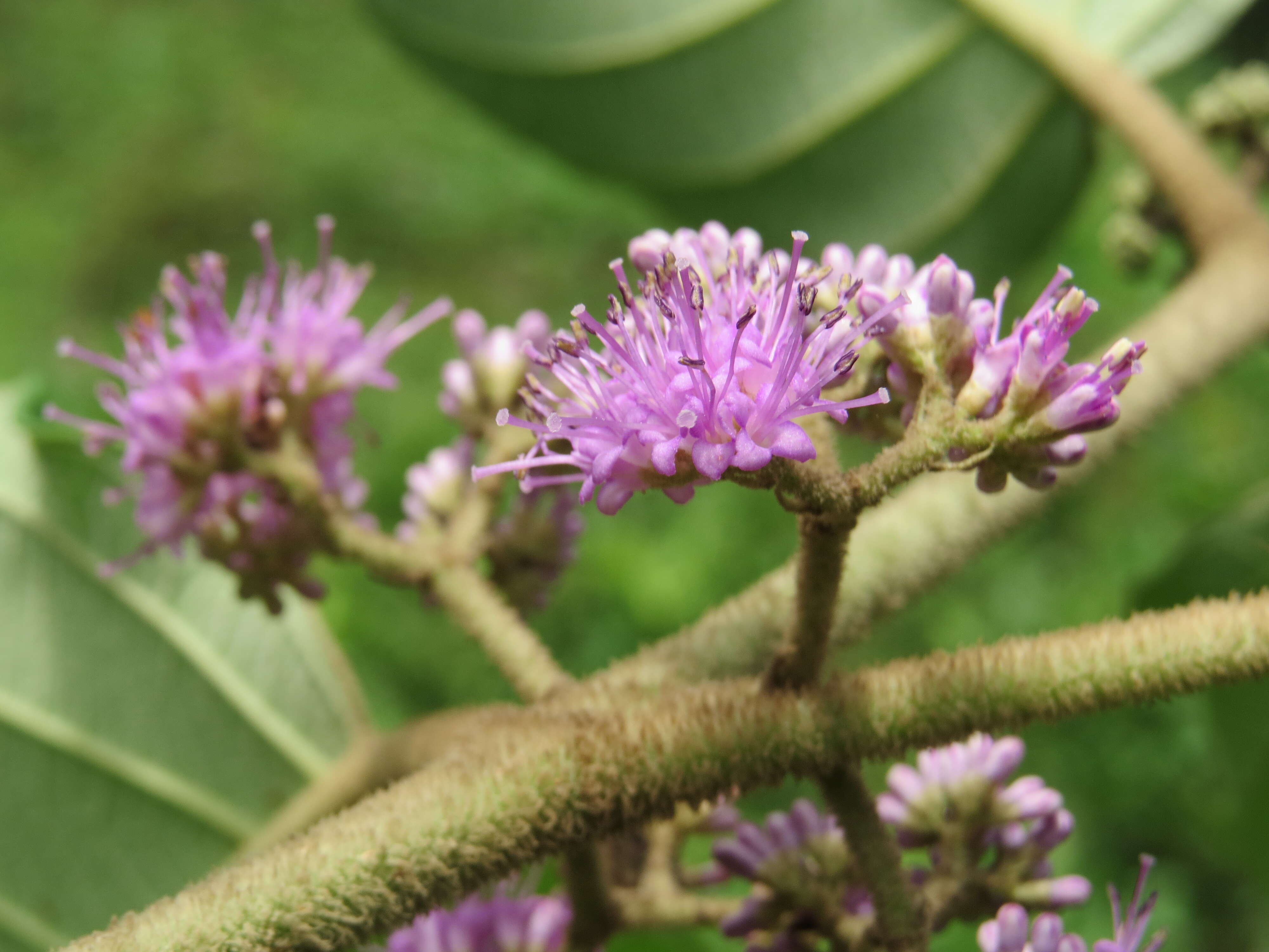 Image of Callicarpa tomentosa (L.) L.