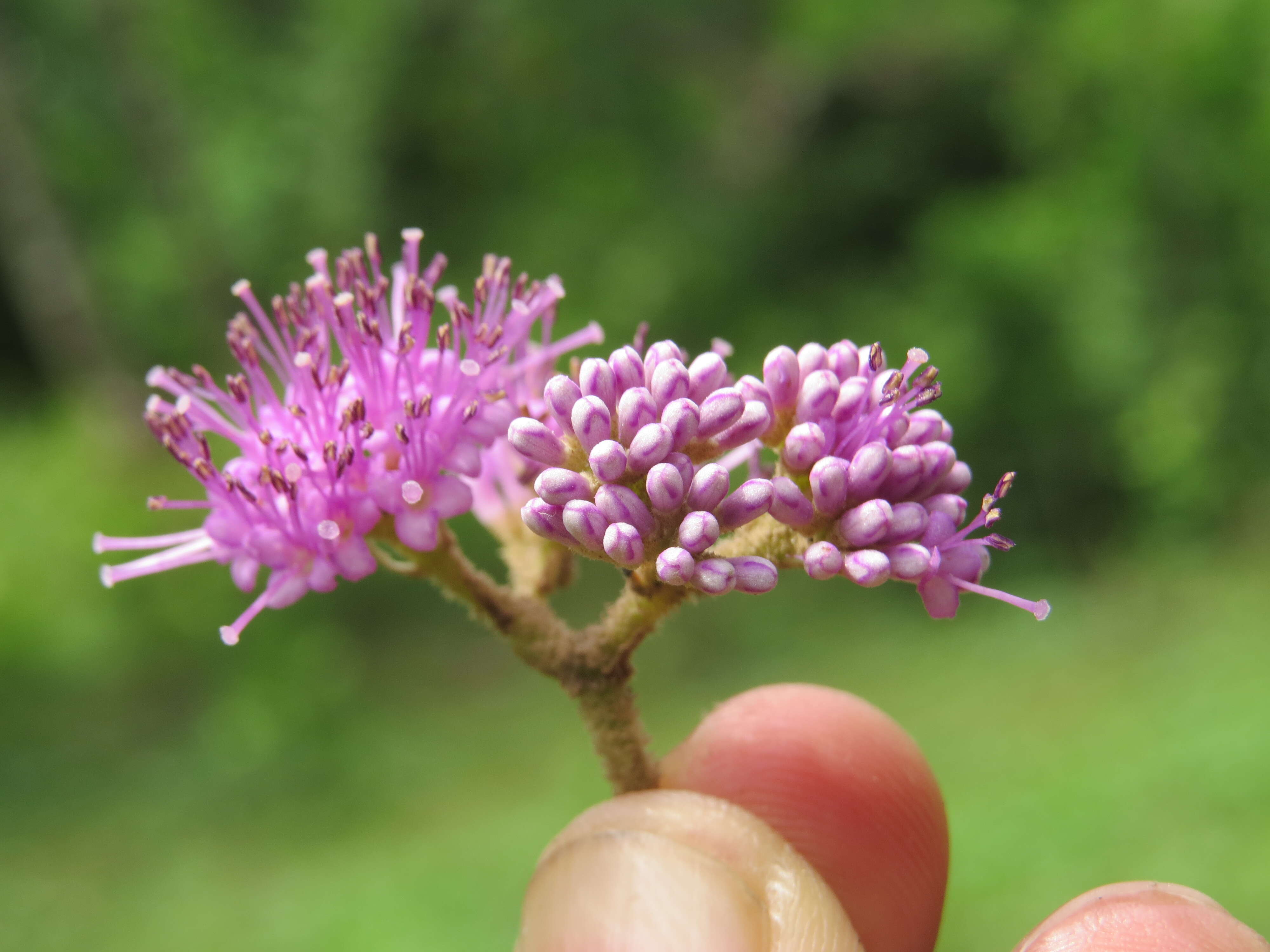 Image of Callicarpa tomentosa (L.) L.