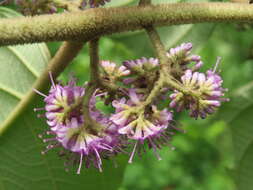 Image of Callicarpa tomentosa (L.) L.