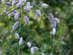 Image of striated broom