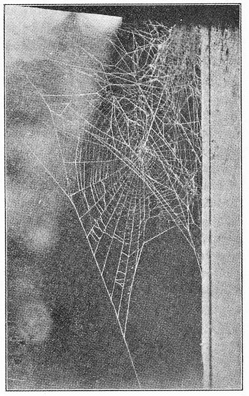 Image de Araneus pegnia (Walckenaer 1841)