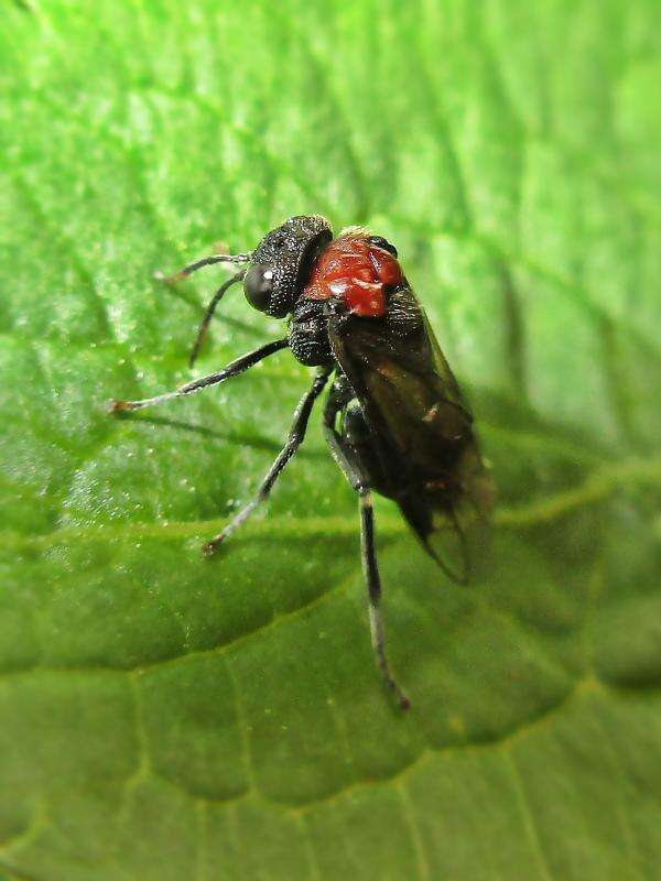 Image of Alder Sawfly