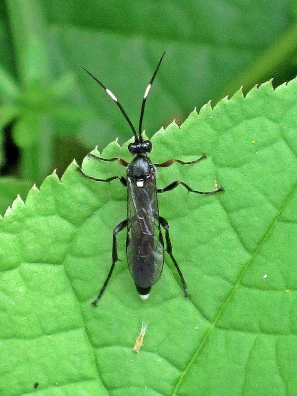 Image of Vulgichneumon saturatorius (Linnaeus 1758)