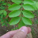 Pilocarpus microphyllus Stapf的圖片