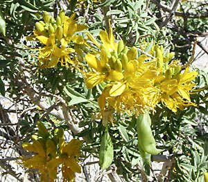 Image of bladderpod spiderflower