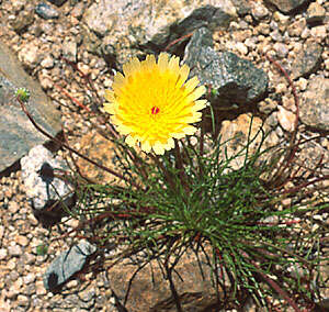 Image of California desertdandelion