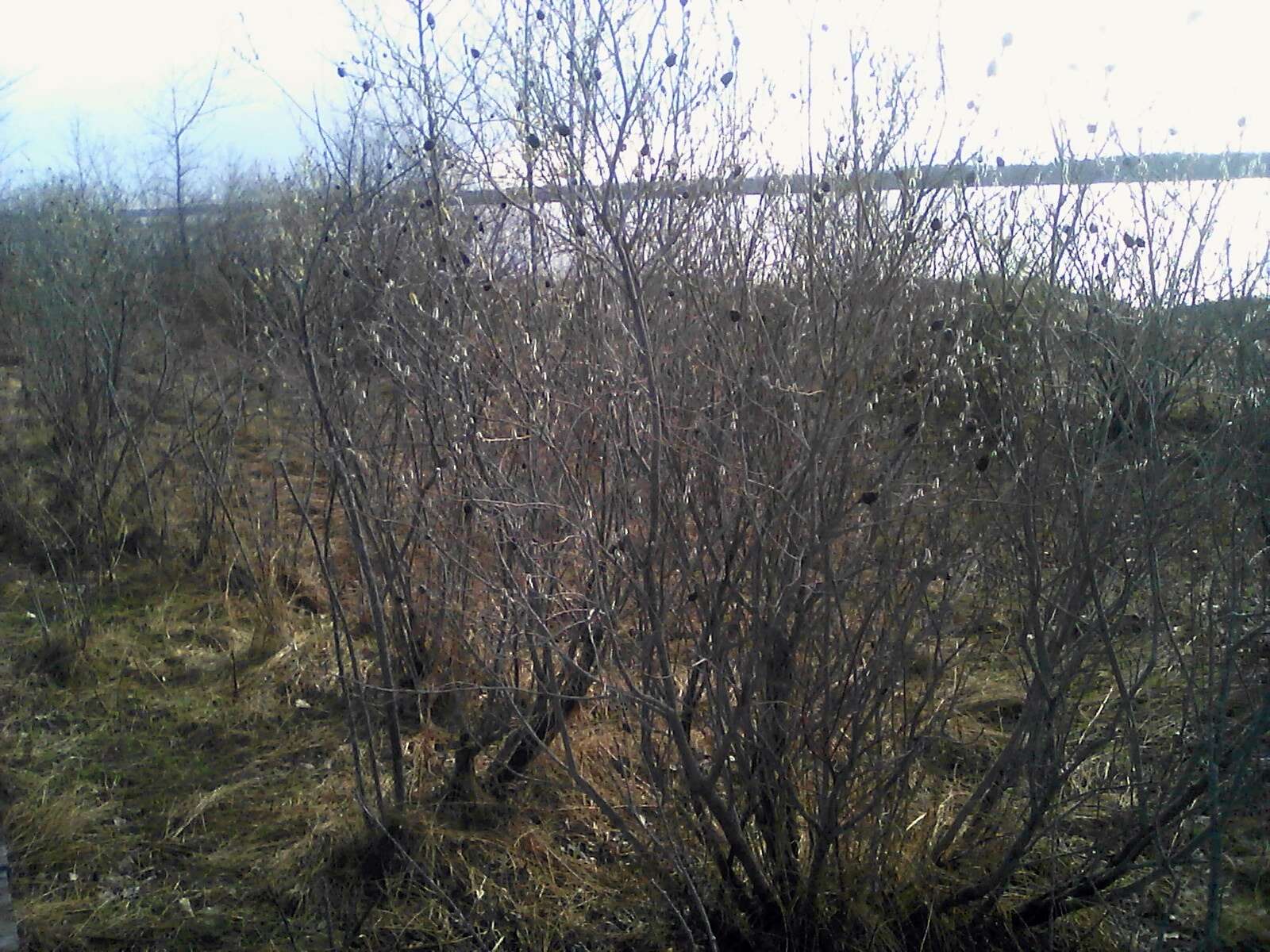 Image of pussy willow