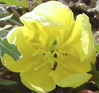 Imagem de Oenothera primiveris A. Gray