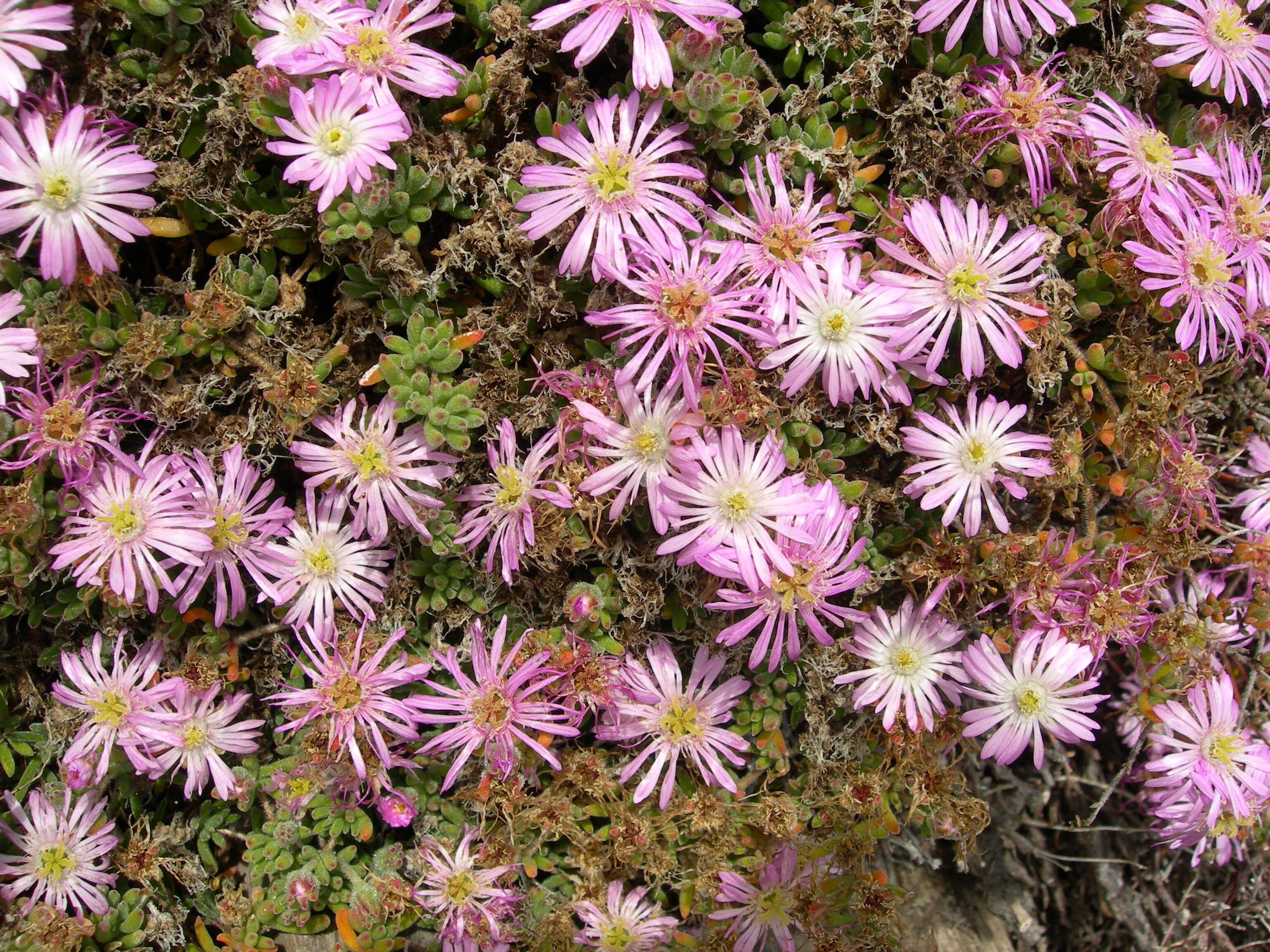 Imagem de Drosanthemum floribundum (Haw.) Schwant.