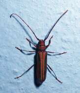 Image of Monkeypod roundheaded borer