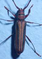 Image of Monkeypod roundheaded borer