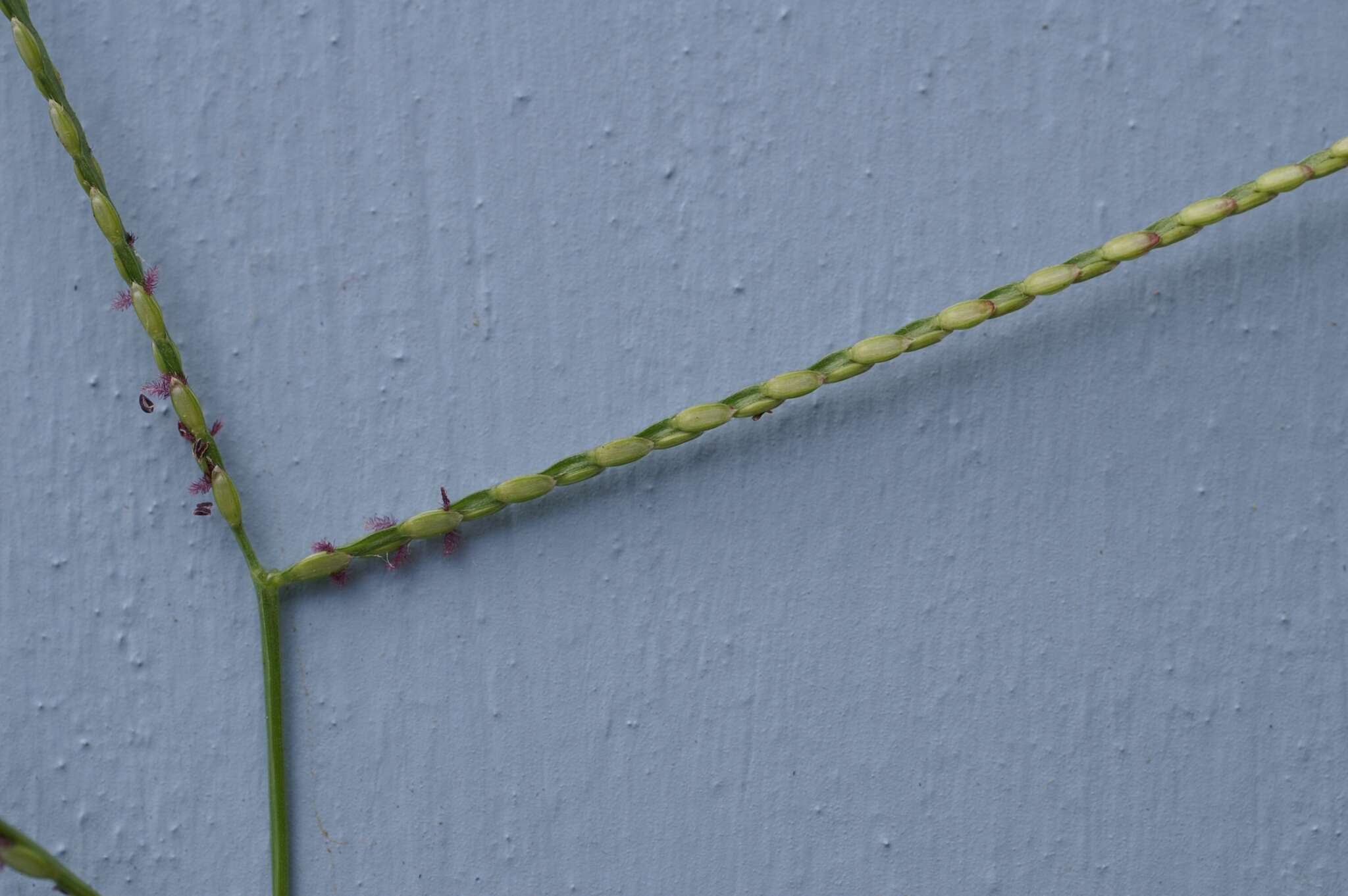 Image of common carpetgrass