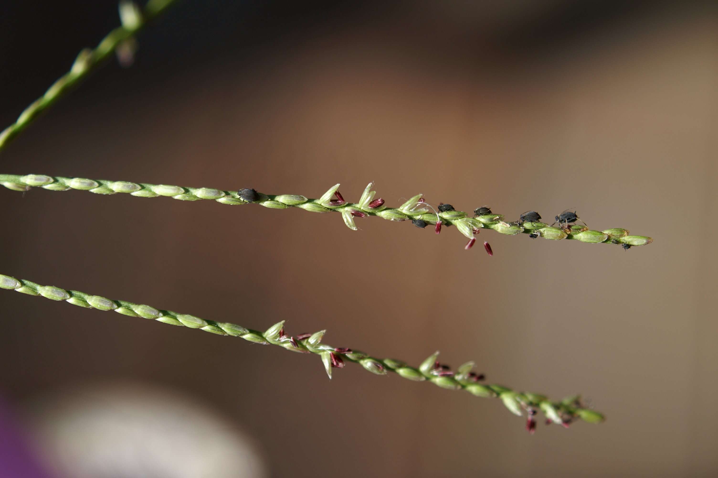 Image of common carpetgrass